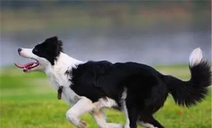 边境牧羊犬饲养注意事项 | 宠物狗饲养