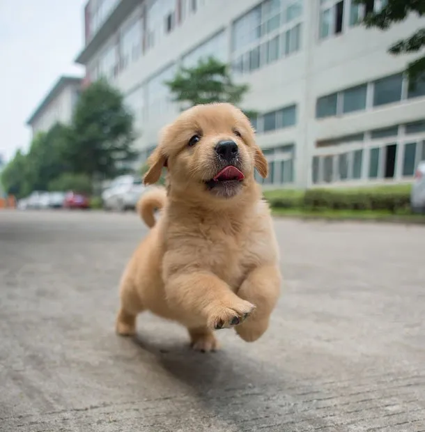 憨厚小金毛幼犬高清图片 | 宠物狗图片