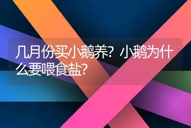 几月份买小鹅养？小鹅为什么要喂食盐？ | 家禽养殖