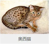 盘点67种猫猫品种大全，太详细了！ | 宠物猫选购技巧