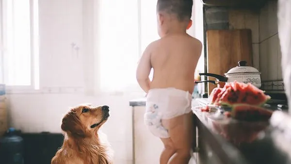 金毛犬和小朋友作案现场 | 宠物狗图片