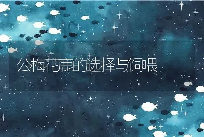 公梅花鹿的选择与饲喂 | 特种养殖