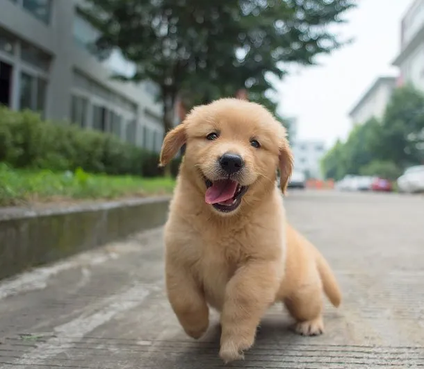 憨厚小金毛幼犬高清图片 | 宠物狗图片