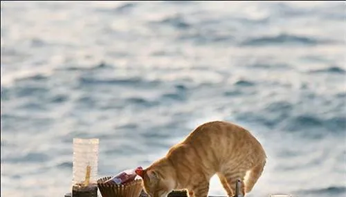 猫粮的配制原则 | 宠物百科知识