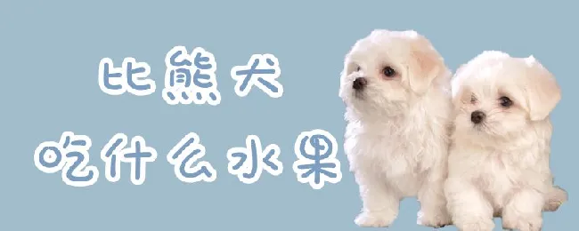 比熊犬吃什么水果 | 宠物病虫害防治