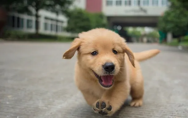 憨厚小金毛幼犬高清图片 | 宠物狗图片