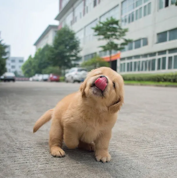 憨厚小金毛幼犬高清图片 | 宠物狗图片