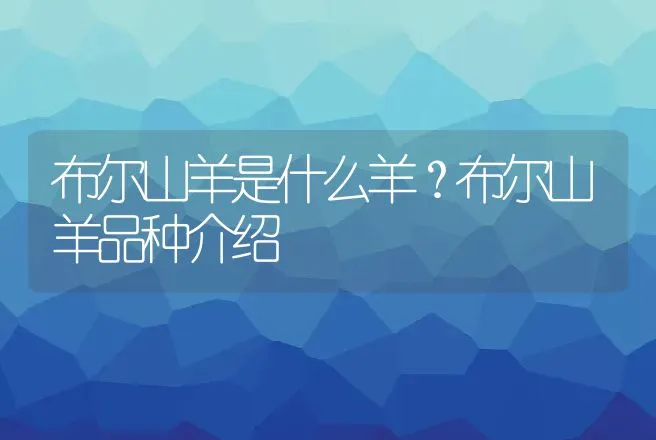 布尔山羊是什么羊？布尔山羊品种介绍 | 动物养殖