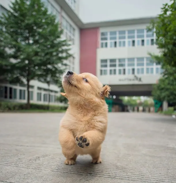 憨厚小金毛幼犬高清图片 | 宠物狗图片