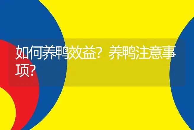 如何养鸭效益？养鸭注意事项？ | 家禽养殖