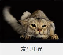 盘点67种猫猫品种大全，太详细了！ | 宠物猫选购技巧