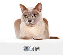 盘点67种猫猫品种大全，太详细了！ | 宠物猫选购技巧