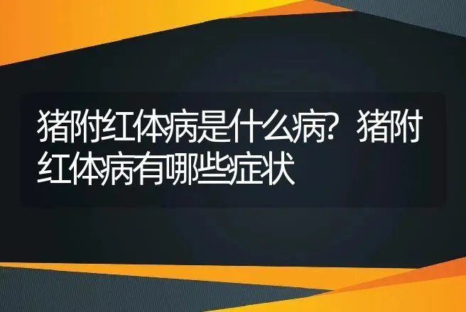 猪附红体病是什么病?猪附红体病有哪些症状 | 兽医知识大全