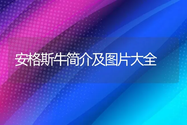 安格斯牛简介及图片大全 | 养殖致富