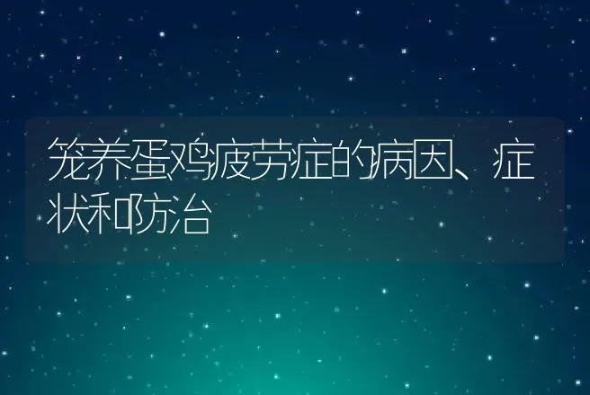 笼养蛋鸡疲劳症的病因、症状和防治 | 家禽养殖