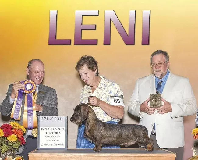 Leni——美国AKC刚毛腊肠犬新任NO1 | 宠物新闻资讯