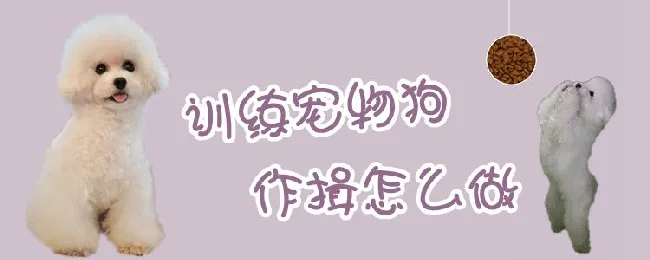 训练宠物狗作揖怎么做 | 宠物训练技巧