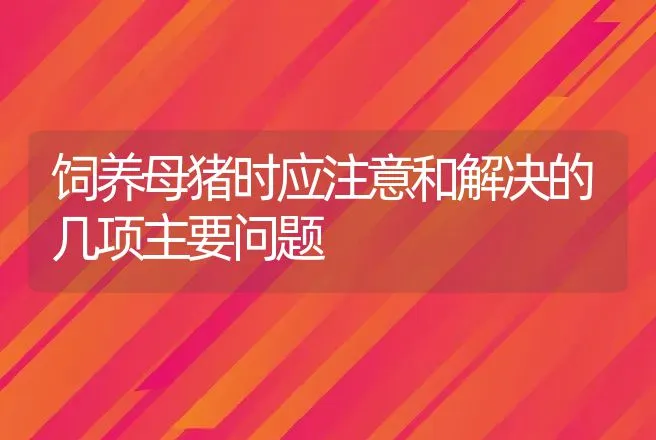 饲养母猪时应注意和解决的几项主要问题 | 动物养殖