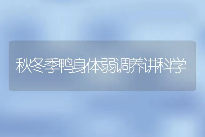 秋冬季鸭身体弱调养讲科学 | 动物养殖