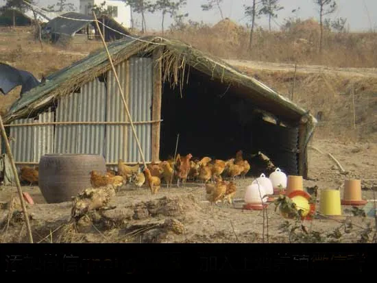 土鸡散养鸡舍建设参考方案 | 养殖技术大全