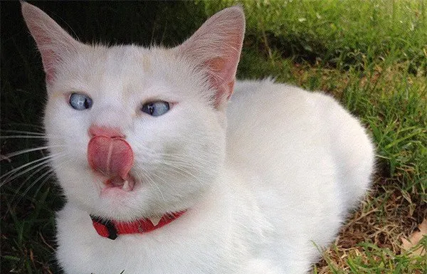 猫咪向来颜值高好上镜，但请注意，并不是所有猫咪都上镜 | 宠物猫图片