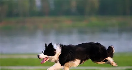 边境牧羊犬饲养注意事项 | 宠物狗饲养