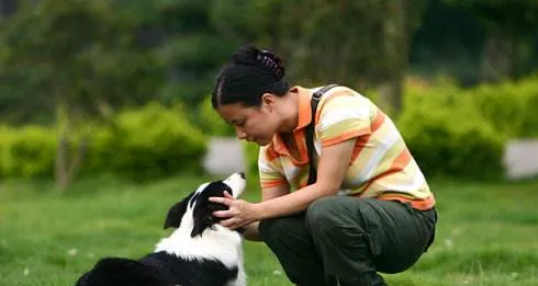 训练边境牧羊犬时该注意哪些问题 | 宠物狗训练技巧