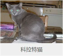 盘点67种猫猫品种大全，太详细了！ | 宠物猫选购技巧