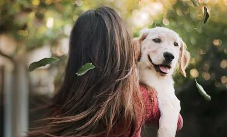 狗狗的分离训练及如何避免分离焦虑症 | 宠物狗训练技巧