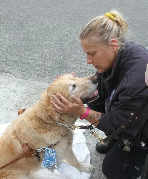 导盲犬拉布拉多车祸瞬间舍身救主 | 宠物新闻资讯