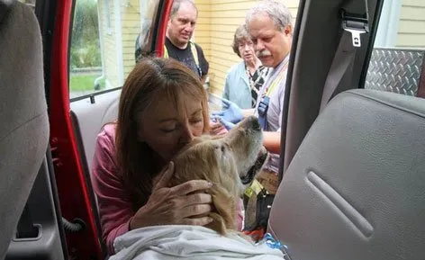 导盲犬拉布拉多车祸瞬间舍身救主 | 宠物新闻资讯