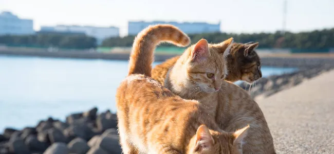 让猫咪自由的放养 宠主注意问题 | 宠物猫饲养