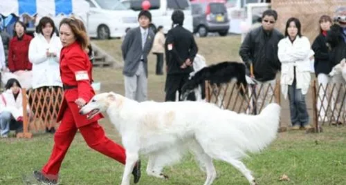 苏俄猎狼犬怎么修剪指甲 苏俄猎狼犬护理之剪指甲 | 宠物病虫害防治