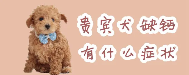 贵宾犬缺钙有什么症状 | 宠物病虫害防治