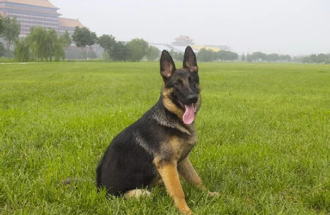 德国牧羊犬饲养的营养需要 | 宠物狗饲养