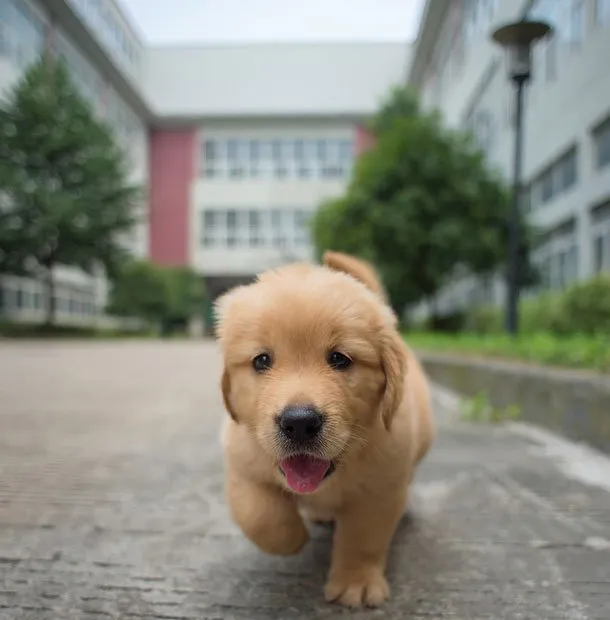 憨厚小金毛幼犬高清图片 | 宠物狗图片