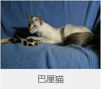 盘点67种猫猫品种大全，太详细了！ | 宠物猫选购技巧