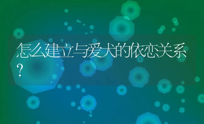 怎么建立与爱犬的依恋关系? | 宠物趣闻