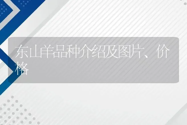 东山羊品种介绍及图片、价格 | 养殖致富