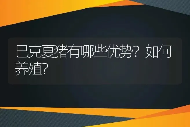 巴克夏猪有哪些优势？如何养殖？ | 家畜养殖