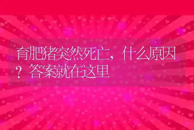 育肥猪突然死亡，什么原因？答案就在这里 | 家畜养殖