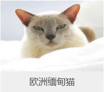 盘点67种猫猫品种大全，太详细了！ | 宠物猫选购技巧