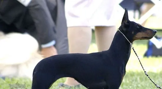 玩具曼彻斯特犬脸部怎么清洁 脸部清洁方法 | 宠物病虫害防治