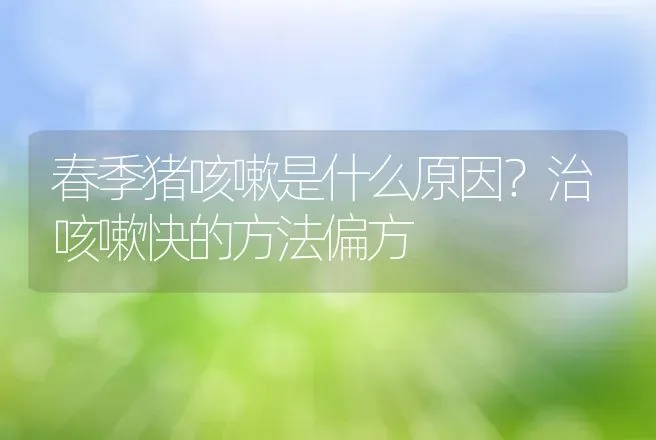 春季猪咳嗽是什么原因？治咳嗽快的方法偏方 | 兽医知识大全