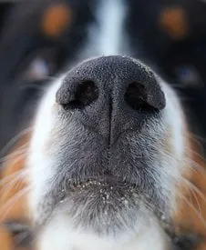 阿拉斯加能吃肉,阿拉斯加犬能吃生肉吗 | 宠物百科知识