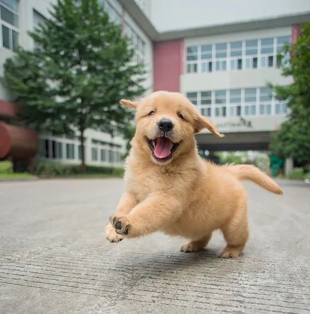 憨厚小金毛幼犬高清图片 | 宠物狗图片