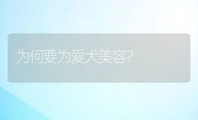 为何要为爱犬美容？ | 宠物训练技巧