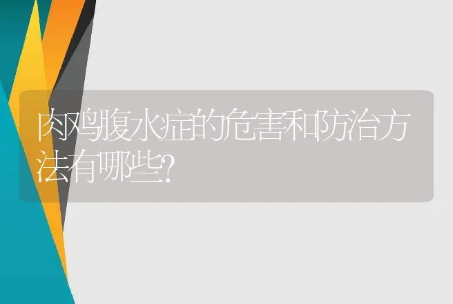 肉鸡腹水症的危害和防治方法有哪些？ | 动物养殖