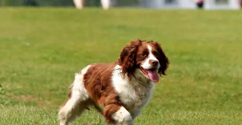 如何把狗狗训练成警犬 | 养宠入门知识