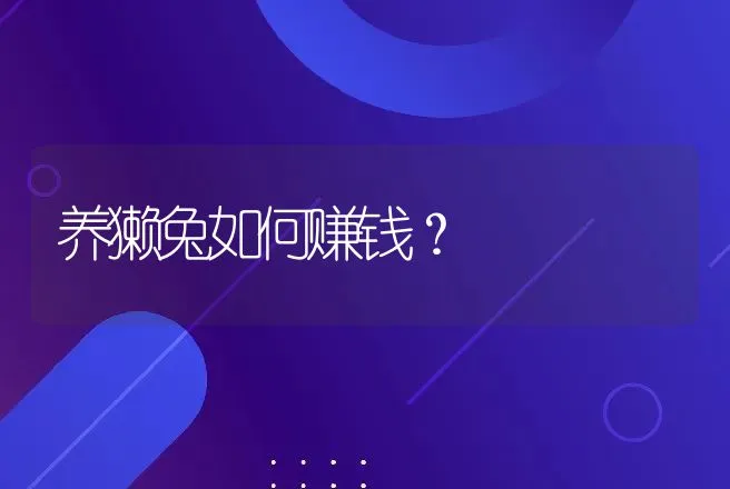 养獭兔如何赚钱？ | 动物养殖